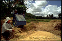 L'arròs és fonamental en la dieta filipina. Procés de separar grans d'arròs. Bohol. Les Visayas.