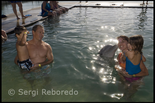 Sólo en UNEXSO puede nadar e interactuar con delfines entrenados en el océano abierto medio ambiente. Usted comienza esta vez en la vida en un barco con nuestros delfines después de que fuera en el océano y saltando a los formadores de comandos (el tiempo lo permite). Entonces entra en el agua e interactuar con nuestros delfines en su elemento natural de la alta mar. Se le muestra señales de mano y el desempeño de los delfines entrenados comportamientos para usted.