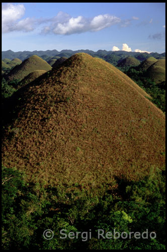Los geólogos creen que la forma específica de las montañas es causada por las influencias del clima durante millones de años. La ruptura de las capas superiores de las formaciones de piedra caliza, seguida por los procesos de erosión, como resultado de estos restos en forma de conos. En la temporada de lluvias las colinas de chocolate son de color verde. En la estación seca de cada año, la vegetación de las colinas le da al paisaje una visión de color marrón, una razón para llamarlos "Chocolate Hills". A través de las tierras bajas llanuras costeras e interiores de montaña, las islas de las Filipinas tienen la más rica biodiversidad del planeta. Existen 510 especies de mamíferos, aves, ranas y lagartos que se encuentran sólo en las Filipinas. En comparación, Brasil tiene 725 especies únicas, pero es 28 veces más grande. Pero como muchos países, esta biodiversidad está en peligro. Las personas se están limpiando los hábitats naturales para dar paso a nuevas carreteras y los asentamientos, y utilizar los recursos naturales como la madera y los minerales. En la década de 1950, tres cuartas partes de las Filipinas fue cubierto por bosque primario. Hoy en día, la cubierta forestal se ha reducido a sólo un tercio de la tierra. Las colinas del chocolate son una de las formaciones terrestres más inusuales en Filipinas. Estas colinas en forma de huevo en la isla de Bohol recibe su apodo por su color tostado, marrón durante la estación seca. Es probable que una vez fueron depósitos de piedra caliza bajo el mar, levantado por el movimiento de las placas y luego suavizada por el viento y la erosión del agua de lluvia. 