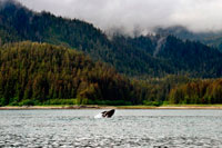Juneau, Alaska, USA. Humpback Whales blowing and diving in Icy Strait. Glacier Bay National Park adn Preserve. Chichagof Island. Juneau. Southeast Alaska. Today is the ultimate day of exploration. Set your course for arguably the richest whale waters in Southeast Alaska. Keep watch for the telltale blow of the humpbacks as you scour the nutrient-rich waters in search of whales, porpoise, sea lions, and other wildlife.