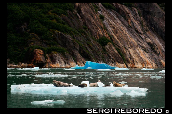 Les foques de port (foca comuna) en l'iceberg prop de la glacera de Dawes, braç de Endicott, Bosc Nacional de Tongass, Alaska, EUA .. Fiords-Cliff parets tallades a la part continental de muntanya són de barril avui com vostè es llisca lentament en una àrea àmpliament aclamat com el més bell a Alaska. Amb Àrees Silvestres més designats que qualsevol estat de la nació, la més fina inclouen Endicott Braç i Terror de Ford, una ria d'aigües cristal·lines i fiord. Explorar aquest majestuós fiord en caiac o pot, una oportunitat única de fet. Veure les muntanyes cobertes de gel escarpats lluents dalt i una glacera que s'aturi de manera activa en el fiord ple de gel del braç d'Endicott. Torra el viatge amb una festiva sopar de comiat, i abans d'entregar, als seus caps d'expedició comparteixen un "diari de fotos" del seu viatge junts.