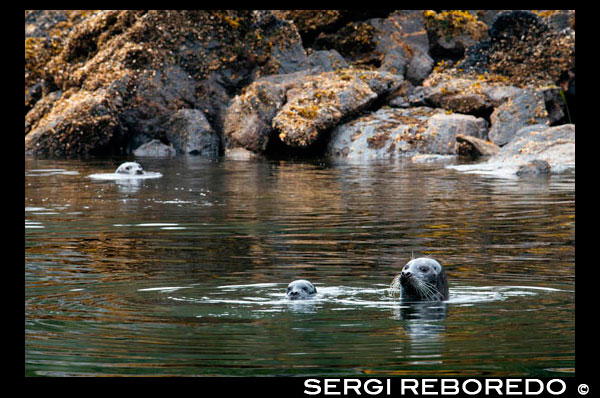 Harbour seal (Phoca vitulina) in Scenery Cove in the Thomas Bay region of Southeast Alaska, Alaska, United States of America. Safari Endeavour cruise. Thomas Bay is located in southeast Alaska. It lies northeast of Petersburg, Alaska and the Baird Glacier drains into the bay. Thomas Bay is also known as "The Bay of Death" due to a massive landslide in 1750. It also has gained the name of "Devil's Country" when in 1900 several people claimed to have seen devil creatures in the area. Thomas Bay is known for being rich in gold and quartz. The wildlife has moose, brown bears, black bears, squirrels, wolves, rabbits, and other common Alaskan creatures. The land has been used for logging. Charlie claimed to have arrived in Thomas Bay, but couldn't find the half-moon shaped lake. Instead he spent some time off an 'S' shaped lake (actually called Ess Lake). He claimed that the surrounding area seemed oddly void of life. There were no squirrels, no birds, etc. Wanting to get his bearings after he found his large chunk of quartz, he climbed to the top of a ridge. From there he could spot Frederick Sound, Cape of the Straight Light, the point of Vanderput Spit (Point Vanderput), and Sukhoi Island from the mouth of Wrangell Narrows. Behind the ridge, Charlie finally spotted the half-moon shaped lake, which is where the Patterson Glacier turns into a lake that turns into Patterson River.