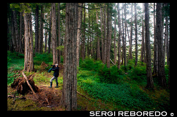 Man taking picture in a temperate rainforest on the Brothers Islands between Stephens Passage and Frederick Sound. Alexander Archipelago, Southeast Alaska. The Three Brothers is a small reef located off the north coast of Kodiak Island, Alaska, about 2 km east of Shakmanof Point and 2.5 km west of Ouzinkie. The reef spans about 550 m in the southwest to northeast direction, and some parts of it uncover about 60 cm. Two rocks at the southwest end uncover by about 1.2 m, and one rock at the northeast end uncovers by about 1 m. There is a light on the southwesternmost rock. A kelp forest extends about 250 yards outh of the light toward Low Island.