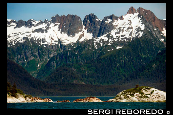 A colony of Steller Sea Lions (Eumetopias jubatus) on South Marble Island in Glacier Bay National Park, Alaska. USA. Northern (Steller) sea lions (Eumetopias jubatus), South Marble Island, Glacier Bay National Park, Southeastern Alaska. South Marble Island is a small protrusion within the main channel of Glacier Bay as one sails from the Visitors Center up towards the major glaciers. It would be unremarkable except that it houses a notable and important colony for the pigeon guillemot (Cepphus columba), a north pacific seabird. These black birds have white upper wing patches marked by a black triangle, along with distinctive red legs. Guillemots nest within the island's rocky crevices. The island is also a Steller sea lion (Eumetopias jubatus) haul-out location. One place where this happens is shown in the photograph. If you look closely you may be able to see some of them. Steller sea lions are the largest of the eared seals. They are named for George Wilhelm Steller, a German naturalist that participated in the 1741 Bering expedition, and was the first to scientifically classify them. 