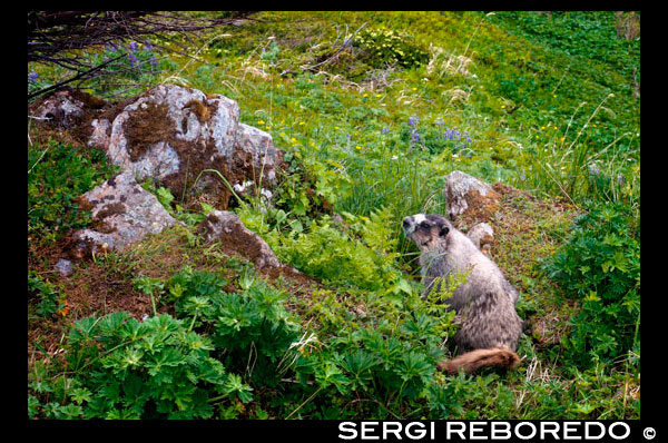 A marmot in Mount Roberts. Trekking from the Mt Roberts Tramway, Juneau. Alaska. The top terminal of the tram is located on a tower and offers spectacular views of the City of Juneau and the Gastineau Channel, Douglas Island and the community of Douglas to the west, the Chilkat Mountain Range to the north, and Kupreanof Island to the South. The terminal platform is joined to the ridge of Mount Roberts by the Skybridge which leads to the summit facilities. The main building includes the Timberline Bar & Grill, the Chilkat Theater showing an informative film of the local Alaska Natives, and Raven Eagle Gifts. Located at the main building is the Stephen Jackson totem pole, a modern rendition of traditional Native themes. The Juneau Raptor Center operates a bald eagle display at the summit, which provides a recovery center for injured eagles and educational programs for tram visitors. Visitors can also enter the Nature Center which offers guided hiking adventures and books and maps on local recreation. Several hiking trails of varying degrees of difficulty (including wheel-chair accessible paths) have been laid out leading from the summit facilities. Many of these feature spectacular views from the Mount Roberts ridgeline, and some wind through the forest trees and meadows with wild flowers and animals. The forest paths feature trees with totemic carvings depicting Native legends. Interpretive markers describing many of the flowers, plants, trees, birds and animals are placed along the loop trail for self-guided walks.