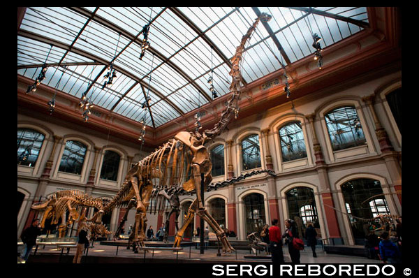Museum força Naturkunde , Berlín Museu d'Història Natural . Museu Paleontològic a Berlín antics esquelets de dinosaures . Museu d'Història Natural de Berlín ( Museum für Naturkunde ) és la llar d'una gran varietat de zoològics , espècimens paleontològics i mineralògics . El popular museu de Berlín també presumeix que ell es troba el dinosaure més gran muntada en el món . És tan gran, de fet , que era impossible per a mi per aconseguir una foto plena d'ell ! L'entrada principal del museu compta amb una sèrie de passos , però hi ha una entrada lateral que és més accessible per als usuaris de cadires de rodes i cotxets . Has de trucar al timbre i després se li permetrà a l'interior per fer una passejada amb ascensor ràpid a la zona d'entrada ( gràcies Jenni per aquest consell ) . En entrar , vostè està aviat s'enfronta a un dinosaure habitació plena increïblement brillant , ! '' WOW '' és la paraula que s'escapa dels llavis dels meus més vells nois cada vegada que veu aquesta sala i he d'admetre que em sento de la mateixa . Aquesta habitació inicial serà , sens dubte , serà un èxit per a qualsevol fan de dinosaures joves a Berlín . Compta amb grans esquelets , fòssils i un parell d'eines interactives divertides . Dirigeix-te a les pantalles en angle del pis i veuràs les fotos dels esquelets de peu al davant de vostè . Moveu el dial per un dels dinosaures i de sobte la criatura a la pantalla s'omplirà amb els músculs i la pell i la primavera a la vida. Aquesta és la part preferida dels meus més vells nois de tot el museu i sempre passar un temps looooooong jugant amb els dials