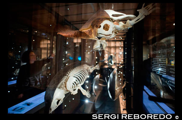 Museum força Naturkunde , Berlín Museu d'Història Natural . Museu Paleontològic a Berlín antics esquelets de tortugues i dofins . Museu d'Història Natural de Berlín ( Museum für Naturkunde ) és la llar d'una gran varietat de zoològics , espècimens paleontològics i mineralògics . El popular museu de Berlín també presumeix que ell es troba el dinosaure més gran muntada en el món . És tan gran, de fet , que era impossible per a mi per aconseguir una foto plena d'ell ! L'entrada principal del museu compta amb una sèrie de passos , però hi ha una entrada lateral que és més accessible per als usuaris de cadires de rodes i cotxets . Has de trucar al timbre i després se li permetrà a l'interior per fer una passejada amb ascensor ràpid a la zona d'entrada ( gràcies Jenni per aquest consell ) . En entrar , vostè està aviat s'enfronta a un dinosaure habitació plena increïblement brillant , ! '' WOW '' és la paraula que s'escapa dels llavis dels meus més vells nois cada vegada que veu aquesta sala i he d'admetre que em sento de la mateixa . Aquesta habitació inicial serà , sens dubte , serà un èxit per a qualsevol fan de dinosaures joves a Berlín . Compta amb grans esquelets , fòssils i un parell d'eines interactives divertides . Dirigeix-te a les pantalles en angle del pis i veuràs les fotos dels esquelets de peu al davant de vostè . Moveu el dial per un dels dinosaures i de sobte la criatura a la pantalla s'omplirà amb els músculs i la pell i la primavera a la vida. Aquesta és la part preferida dels meus més vells nois de tot el museu i sempre passar un temps looooooong jugant amb els dials