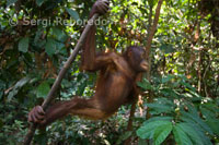 Orangutans at the Orangutan Rehabilitation Centre in Sepilok. Eastern Sabah.