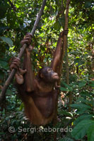 An orangutan hanging from a tree in the Orangutan Rehabilitation Centre in Sepilok. Sabah. Sepilok is located about 45 km drive from the town of Sandakan in Sabah. Sepilok is known for the Orangutan Rehabilitation Centre in Sepilok. This center receives each day's visit at least three hundred tourists, but also Sepilok has a number of other important attractions. The orangutan center is located in the Reserve Kabili-Sepilok Forest, an area of virgin forest of 43 square kilometers on the outskirts of Sandakan Bay. The reserve is a special area of birds, over 250 species.  It's eleven in the morning, and one of the workers orangutan rehabilitation center The Orangutan Care Center and Quarantine, located just outside Tanjung Puting National Park on the island of Borneo (Indonesia), enters the office to inform forest that police have just arrived with two new baby orangutan confiscated. In his truck carrying a wooden box. Through planks bewildered eyes see two young orangutans, one male and one female, hugging. They look younger than they are because they are very thin, but should not have more than two years.