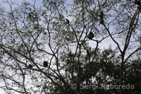 Some monkeys proboscis on the tops of the trees in the Kinabatangan River