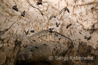 Large numbers of bats living inside the caves of Gomantong. These caves, located on limestone hills around the lower Kinabatangan, made famous by the quantity of edible birds nests that house. These nests are known for their medicinal properties between the local Chinese community, and are harvested rattan and bamboo instruments, arranging them on a ladder hanging over 30 m. above the cave floor.