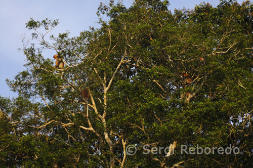 Proboscis monkeys jumping from tree to tree on the slopes of the Kinabatangan River. Proboscis monkeys can only be seen in the wild in Borneo. For most people, the most striking thing is not your nose (it is), but because of the strange fur and long tail, these monkeys convey a very strange feeling, between bear and clown, between animal and person. His movements, as in many other monkeys, they are very "human", but also his immense belly, his big nose and color display, make it impossible not to think of a certain type of tourist. The people of Borneo should have a similar idea, and did not hesitate to rename the proboscis monkeys when the first Europeans looked out for their island. The official name for these monkeys is "bekantan" but many locals call them "orang Beland," or "inhabitant of Holland." The Dutch life, come on ... Let's think and assume that they called "Dutch" to the monkeys because they were Europeans who had to hand (although it had been there before the English) and not because they were that were closest to the proboscis monkeys. In any case, see a Proboscis Monkey in Bako is an experience well worth a trip. And if the vision of the proboscis monkey will join the fantastic trips, incredible scenery, the atmosphere we breathe in the cabins of the national park and other animals that inhabit the park, Bako is rapidly becoming one of those places where one wishes to stay for much longer than a trip "normal" is usually allowed. So it is not uncommon to find among the people visiting the park that has traveled 3 months, 9 months, 1 year, 5 years ...