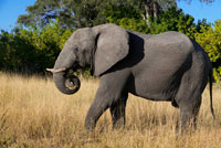 A copy of adult elephant wanders near Savute Elephant Camp by Orient Express in Botswna , in the Chobe National Park . The King will not be able to hunt elephants in Botswana. Botswana , so far the paradise for hunting , prohibit this practice from January 2014 to halt the decline of some species , as announced by the Government of the African country . " I'm sorry, I was wrong and will not happen again ." Just in case it gives to repent , from January 2014 will not have the opportunity. From that date , the Botswana government indefinitely suspends hunting of wild animals. Your president wants to halt the decline of some species such as the elephant , which has declined in numbers in recent years , and believes that protecting local wildlife seriously endangers the country's tourism industry , its second largest source of income after diamond sales , with 12% of GDP. Elephant hunting is illegal in many countries in Africa , but not in Botswana. The news has caught traders by surprise and hunting industry in the country. Jeff Rann is the man who accompanied the king in his hunt.