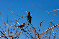 A pair of blue chest rattles ( Lilac - breasted Rolle ) of beautiful plumage perch in a tree near the camp near Savute Elephant Camp by Orient Express in Botswna , in the Chobe National Park . "Lilac Breasted Roller" and in Spain is known for " Ratchet Lila" , hope you like the same thing to me when I saw it , I tell you a little about him. Name: Lilac Breasted Roller. Spain : Ratchet Lila Latin: coracias caudata . Biometrics : Length: 36 cm Weight: 104 g Appearance : The average size of the Lilac Breasted Roller is 14.5 inches. The washed green head is large, the neck is short , the greenish yellow legs are rather short and the feet are small . The beak is strong, arched and hooked tip . The narrow tail is of medium length. The back and scapulars are brown. The shoulder of the outer bands of the wings , flight feathers are violet and hips . The bases of the primaries and their coverts are pale greenish blue and the outer tail feathers are elongated and blackish . The chin is whitish shade , rich lilac of the breast. The underparts are greenish blue . The bill is black and eyes are brown. It has large wings and strong flight.