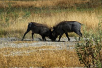 A pair of warthogs fights while performing the walking safari made camp near the Eagle Island Camp of Orient Express, on the outskirts of the Moremi Game Reserve in Botswana. Social behavior and reproduction of these warthogs. This species of wild boars are not territorial, but occupy an area of ??action. Wild boars live in groups called sounders. Females live in sounders with their young and with other females. Females tend to stay in their natal groups, while the men go, but stay within the home range. Subadult males associate in bachelor groups but leave alone when they become adults. Adult males only join sounders that have estrous females. Warthogs have two facial glands - tusk gland and sebaceous gland. Warthogs of both sexes begin mark around six to seven months of age. Males tend to mark more than women. The places that are indicated are for sleeping and feeding areas and springs. Warthogs use tusk marking for courtship, antagonistic behavior, and set the state. Warthogs are seasonal breeders. Rutting begins at the end of the dry season or early rainy and delivery begins near the start of the next rainy season. The mating system is described as "overlap promiscuity": the males have ranges overlapping several female ranges, and daily behavior of the female is unpredictable. Boars employ two mating strategies during the rut. With the "staying tactic", a boar will stay and defend certain women or a valuable resource for them. In the "itinerant" tactical boar sows in heat seek and compete for them.