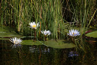 The flowers and small water lilies are a constant in the aquatic safari camp made from Eagle Island Camp by Orient Express, outside the Moremi Game Reserve in Botswana. The Okavango Delta. It is one of the most fascinating and perplexing of the black continent, where the water meets the sands of the Kalahari Desert into a small universe of unique and extraordinary wildlife. This is a very good, like the nearby Serongo, to get to know the delta transported in a mokoro, small canoes traditionally constructed from a tree trunk. A boatman located in the rear pushing us easily with a pole four to five meters through wide channels. The delta begins to open there and taking thousands of branches not yet appreciate as well as in the other famous place: Maun, situated on the southwestern tip of the delta. Self-described as "the gateway of the Okavango Delta," Maun is one of the most tourist places of the country. But that, in Botswana, is almost to good: many offer many different camps to stay, banks and decent restaurants, lots of activities ... The concentration of tourists is so scarce and hotels are far apart from each other along the river sometimes hard to believe we're in a really touristy, especially when compared with the coast of Spain. This is a great starting point for a tour of two or three days in the dugout. Each supports up to two people and rower, who serves as guide. A cooperative is managing all mokoro trips, setting rotations between the rowers to benefit the entire community. The standard rates are per day, part of which goes to a common fund for community improvements. The idea is that the benefit will be divided equally. From Maun, transport us into a motor boat by one of the streams to Boro, the starting point. From there we enter the realm of water, silence, slow motion. Sitting on the floor of the boat, move by tongues of calm waters, almost motionless, completely transparent but with a reddish color.