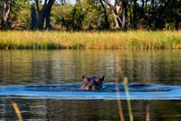 In the Okavango Delta inhabit large number of hippos, visible during Water Safari Camp Eagle Island Camp by Orient Express, outside the Moremi Game Reserve in Botswana. The common hippopotamus (Hippopotamus amphibius) is a large mammal primarily herbivorous artiodactyls living in sub-Saharan Africa. It, along with pygmy hippopotamus (Choeropsis liberiensis), one of only two current members of the family Hippopotamidae. It is a semi-aquatic animals inhabiting rivers and lakes where territorial adult males with groups of 5-30 females and young control a river area. During the day they remain in the water or mud, and both intercourse and delivery of this animal occur in water. At dusk they become more active and out to graze on grass. While hippopotamuses rest near each other in the water, grazing is a solitary activity, and are not territorial on land. Despite their physical resemblance to pigs and other terrestrial ungulates, their closest living relatives are cetaceans (whales, porpoises, etc..) Of which diverged about 55 million years. The common ancestor of whales and hippos split from other even-toed ungulates around 60 million years ago. The hippopotamus fossils earliest known members of the genus Kenyapotamus in Africa, date to make about 16 million years. The hippopotamus is recognizable by its barrel-shaped torso, enormous mouth and teeth, body skin smooth and nearly hairless, stubby legs and large size. Earth is the third animal by weight (between 1 ½ and 3 tonnes), behind the white rhinoceros (1 ½ to 3 ½ tonnes) and the two genera of elephants (3-9 tons).