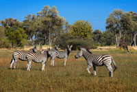 A herd of zebras prowling near Eagle Island Camp by Orient Express Camp, outside the Moremi Game Reserve in Botswana. NATIONAL PARK Chobe. One of the most famous game reserves in the world, Chobe National Park, is home to large populations of animals and over 450 species of birds. Known for its large herds of elephants and the beautiful region of Savuti, where you can see a lot of predators. One of its main attractions is the annual migration of zebras. It is the second largest national park in Botswana and covers 10,566 km ². Chobe has one of the largest concentrations of wildlife on the African continent as well as four different ecosystems: Serondela with its green plains and dense forests in the northeast of the river, the area Savuti Marsh in the west, the Linyanti Swamps in the northwest, and dry and hot area located between the three. The original inhabitants of the area were the San people, or Bushmen, hunters and gatherers who were constantly moving in search of water, food and wildlife. Other groups, such as Batawana Basubiya and joined the San. In 1931 the idea of ??creating a national park to protect wildlife from extinction, but was not officially established until 1960 booking. Seven years later, the reserve was declared a national park boundaries have expanded considerably since then. Chobe National Park has a large population of elephants, which has been steadily increasing during the twentieth century and is currently estimated at about 120,000. The Chobe elephant are migratory, making migrations of up to 200 km from the Chobe and Linyanti rivers, where they concentrate in the dry season, to the southeast of the park depressions, which are dispersed in the rainy season. In addition to elephants, you can see lots of other wildlife, especially in the dry winter months.