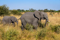 An adult elephant with her calf near Camp Khwai River Lodge by Orient Express in Botswana, within the Moremi Game Reserve Wild. Killing an elephant in Botswana, from 30,000 euros. Go big game in Africa is not for all pockets. And of the continent's countries, Botswana is not precisely from the cheapest. The hunting safari in which King Juan Carlos I suffered a hip bill could have cost, depending on the animal that was the purpose of hunting, a minimum of 10,000 euros from 30,000 and if the target was an elephant, one of the 'big five'. From that amount, prices can multiply under the terms of safari and the number of animals killed. "Botswana is an expensive country for their condition," said Fernando Martinez, an expert in organizing hunting expeditions to Africa. "Almost all are government grants that is who imposes prices. A such amounts each organizer adds their margin for each day of hunting," he adds. That is, on a hunting safari paid for several concepts. First, by the organization of the hunt. This concept includes transportation, lodging or guides and started once in the country. If the agency Arena Hunting Services, he works for Martinez, the price of a 14-day safari to hunt an elephant for this item totaled EUR 18,100. If the objective is to collect a buffalo safari time would be reduced to seven days and 9,050 euros price. Second, on a hunting safari pay for permits to shoot and hunted animal. "Local companies engaged in organizing safaris get government permits Botswana.