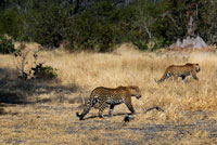 A pair of leopards come our way as we make the game safari camp near Khwai River Lodge by Orient Express in Botswana, within the Moremi Game Reserve Wild, Botswana. The leopard is the other big cat in Africa, as well as the most widespread. Unlike the lion prefers areas with extensive vegetation to live and hunt. Weighing in at eighty to ninety kilos, the leopard is a solitary hunter that only during the breeding season can be seen in the company of some opposite sex congener. Endowed with a great view and a fine ear, the leopard can hunt from amphibians and rodents to considerable size antelopes. Arrival of spring, females give birth to a varying number of offspring that can be from two to six, although in the early days of life suffer high mortality that can reduce the litter to less than half. After ten weeks, the puppies are starting to catch small animals and insects, more like a game than a true action game. When are one year when young leopards are actively involved in the work of hunting before her mother finally emancipated. The leopard lives in almost all types of areas in the southern half of Africa and Asia. He specializes in capturing primates. The melanistic specimens are common in species and especially in Asia.