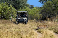 A leopard runs right in front of one of the 4x4 that are used for safaris, camp near Khwai River Lodge by Orient Express in Botswana, within the Moremi Game Wildlife Reserve, Botswana. Leopard, like most other panthers, is an animal that is kept alone. The cubs stay with their mothers for some time and during estrus couples are together for a few days, the rest of the time make a solitary life. REPRODUCTION: The mother chooses a hidden place, a den, where having the puppies, can be a cave, a hole left from another animal, a hole in a tree, among rocks, etc.. Each delivery typically born pups two to three, but may be one to six. The gestation period is 90 to 105 days. They are born with eyes closed, opening them four to nine days old. Birth weight is 430 grams to 1.0 kilograms.