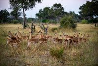 A herd of gazelles Thompson on alert for the attack of a predator near Camp Khwai River Lodge by Orient Express in Botswana , within the Moremi Game Reserve Wild . Thomson 's gazelle gazelle is a relatively compact body , one of the most agile and elegant antelopes , forming large flocks that live near any water source Meadows North Africa. Its name comes from the nineteenth century Scottish explorer Joseph Thomson called . This is a gazelle relatively compact body , neck not very long, reddish fur on the upper parts and white on belly , inside of legs , throat , inside ears, and a few lines about black -lined eyes . On the sides , a black band separates white reddish fur . Both sexes have ringed horns that bend first backward and then upward, reaching 40 inches in males, which are longer and thicker than the females. They have well developed preorbital glands . The animal is very active and agile , which can run at 80 miles per hour. Most gazelles feed on a variety of plants , the Thomson eats mainly grass.