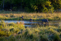Some warthog crossing a river near Camp Khwai River Lodge by Orient Express in Botswana, within the Moremi Game Reserve Wild. The Warthog or Common Warthog is a wild member of the pig family that lives in grasslands, savannahs and forests in sub-Saharan Africa. In the past is commonly treated as a subspecies of P. aethiopicus, but today that scientific name is restricted to the Desert Warthog of northern Kenya, Somalia and eastern Ethiopia. The common name comes from the four large bumps like warts that are found in the head of the warthog, which serve as a reservoir of fat and are used for defense when males fight. Afrikaans speaking people call the animal "vlakvark" meaning "of the plain pork." Subspecies. Nolan Warthog - Burkina Faso, Ivory Coast, Democratic Republic of Congo, Ethiopia, Ghana, Guinea-Bissau, Chad, Mauritania, Nigeria, Senegal, Sudan. Warthog Cretzschmar Eritrea, 1828 - Eritrea, Ethiopia, Djibouti, Somalia. Warthog Central Lnnberg, 1908 - Kenya, Tanzania. Warthog South Lnnberg, 1908 - Botswana, Namibia, South Africa, Zimbabwe Description. The Warthog is medium as wild suid species. Head and body length ranges from size 0.9 to 1.5 m in length and shoulder height is from 63.5 to 85 cm. Women, 45-75 kg, are usually a little smaller and lighter than men, 60 to 150 kg. A warthog is identifiable by the two pairs of tusks protruding from the mouth and curve upward. The lower pair, which is much shorter than the upper pair, becomes razor sharp by rubbing against the upper pair every time the mouth opens and closes. The upper canine teeth can reach 25.5 cm long and are flattened circular in cross section, almost rectangular, which is about 4.5 cm deep and 2.5 cm wide. A tusk will curve 90 degrees or more from the root, and do not lie on a table, as it curves somewhat backwards as it grows. The tusks are used for digging, for combat with other hogs, and in defense against predators - the lower set can inflict severe wounds. Warthog ivory is taken from the constantly growing canine teeth. The tusks, more often the upper set, are worked much in the way of elephant tusks with all designs with reduced size. The tusks are carved especially for the tourism industry in eastern and southern Africa. The boar's head is large with a mane that goes down the spine to the middle of the back. Sparse hair covers the body. The color is usually black or brown. The lines are long and end with a lock of hair. Common Warthogs have no subcutaneous fat and the coat is sparse, making them susceptible to extreme temperatures.