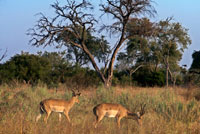 Two Grant gazelles graze and feed near Camp Khwai River Lodge by Orient Express in Botswana, within the Moremi Game Reserve Wild. Grant's gazelle (Nanger granti) is a species of artiodactyl mammal of the family Bovidae native of East Africa. Similar in appearance to the Thomson's gazelle, however, is larger, one of the largest in the genus. Tawny with a face mask and light belly, its horn is quite large, ringed and black, but varies depending on variety, and is present in both genders. The black band across the belly in Thomson's gazelle is practically absent in the Grant's gazelle. Their habits are more desert than other gazelle species, although not in the same parameters as the dama gazelle (antelope Mhor) or Sömering gazelle. Therefore its body is more resistant to heat and water shortage.