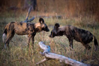Des African wild dogs or wild dogs (wild dog) near Camp Khwai River Lodge by Orient Express in Botswana, within the Moremi Game Reserve Wild. Botswana. The wild dog (Lycaon pictus) is a carnivorous mammal of the Canidae family and thus related to the domestic dog. It is also commonly known as the African wild dog, painted wolf, hyena and hunting dog dog El Cabo.reada in 1960 to protect the wildlife-rich part of the delta. It belongs to a monospecific genus, Lycaon. It is endemic to the African continent, being in savannah-type environments. Scientific or Latin name means painted wolf, citing its tricolor of black spots irregularly distributed white rust, except the front of the face and throat, which are always black and the last half of his tail, which always white. It is characteristic of the species that no two individuals with the same pattern of spots. It is the only species of canid which has four toes before and after. It can reach up to 75 inches tall at the withers and exceed 30 kilos in weight. The males are more robust than females. It has large rounded ears pricked. Possess strong jaws, and dental formula is as follows: 3/3, 1/1, 4/4, 2/3 = 42. The wild dogs hunt in packs. It is the best hunter in the world with a success rate of between 70 and 89% according to various sources: from 10 hunts as nine are settled successfully. Their preferred prey is impala and other similar medium sized ungulates. They are known for their strength and for being cunning hunters. They were observed hunting prey in relays, or even blocking a potential escape of a dam, which was finally overcome by exhaustion. Typically emit loud or screeching sounds, like those of a bird. Although not considered a strictly territorial species, they occupy large home ranges that can range from 50 to 200 square kilometers. Often overlapping foraging areas of different herds. They are usually elusive.
