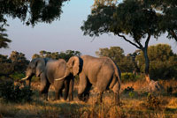 A herd of elephants at sunset near Camp Khwai River Lodge by Orient Express in Botswana, within the Moremi Game Reserve Wild. SUPER? POPULATION OF ELEPHANTS IN BOTSWANA? LICENSE TO KILL "Excessive elephant population in Botswana is sweeping the country." It is estimated that in the early twentieth century the African elephant population was about 10 million, though some speak of fifteen. In 1970 the African elephant population was 2.5 million. In less than a decade were killed 1 million. So in 1979 there were an estimated 1.5 million. Not until 1989 when CITES trade ban decreed in elephant products because it is estimated that the number of elephants is around 600,000. Today the dance numbers between 400,000 and 600,000 copies across the continent. This confirms that since 1989 the killing of elephants has continued despite the increase experienced in some areas. Poaching and armed conflicts have reduced the population in some countries, such as Liberia which has lost 95% of the population in recent decades and is expected to remain a thousand. However, in other countries with greater political, economic social and elephant numbers have grown significantly. But overall the population in Africa is still more or less the same as when the ban was enacted in 1989. Botswana is one of these countries notable for having managed to double the population of elephants since hunting was banned. It is estimated that before 1989 there were 70,000 and now there may be between 130,000 and 140,000. And this is the excuse to authorize it now, even though the species remains vulnerable condition across the continent. CITES Secretary John Scanlon Generalde this year, in February 2012, said the massacre of 450 elephants in Cameroon, that increased poaching was severe in the 38 states where African elephants live. We say more, because if the poachers and armed conflicts hunting we add "legal" elephant future remains as uncertain as 1989. But hunters say after the unfortunate and shameful picture of our monarch, rifle in hand with an elephant killed and stamping against the trunk of a tree? Well that excessive elephant population in Botswana is sweeping the country and, above some daring fond of this practice, the less cruel, even said that "for killing an elephant has saved twenty". (Informative Tele Cinco three in the afternoon of Monday April 15, 2012).