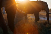 A magical sunset with elephants vahiculo inches from 4x4 in which we make the game safari camp near Khwai River Lodge by Orient Express in Botswana, within the Moremi Game Reserve Wild. Botswana does not live on agriculture, livestock, although it is an important pillar, focuses on the polar opposite to where the wildlife. And that population growth, together with the enrichment of the country, requires more land and, by the fact that much of the land is desert, there is a growing demand for fertile and productive areas. This encourages abuse of the soil (what we have experienced in our country those years ago). The land value is soaring! Excuses are needed and nothing better to argue that the country is being devastated by these opulent beings consume daily, per head, 170 kg. grass, bark of trees and shrubs. How much you eat in a day 600,000? How much do one hundred years consumed when they were ten million? ... And Nature survived the presence of these "mammoth" beings. But apparently, can do no more ... Quiet! Thanks to the action of a superhero series with shotgun in hand and a fistful of dollars, you will avoid the tragedy and save Africa from this evil that is the elephant when mother leaves or crosses the line. And apparently seen many things we wonder: Who sweeps who?, Who takes away the land to whom,? Excess excess elephants or humans?,? Many elephants or many cows? Do many acacias or little corn?,? Protect the species interest or a hobby more for millionaires?,? Common interest or interests? There is a fact that we emphasize: Chobe National Park has 10,698 km2. This equates to an area of ??1,070,000 hectares. The park contains the largest concentration of elephants in Africa. The Nature Park is sturdy, strong, alive. And like the phoenix, is born and dies, but every day. It takes centuries to do so.