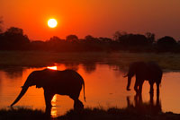 Postal sunset with two elephants crossing a flooded area near the camp Khwai River Lodge by Orient Express in Botswana , within the Moremi Game Reserve Wild . Botswana , the elephant hunter paradise . Africa is the most coveted destination for hunters from all over the planet, and Botswana to the south of the continent, is one of the sweet tooth for lovers of the game. " Hunting in the Okavango and landscapes of the area of the marshes make this destination a favorite for safari hunters ' web ensure Hunters Circle . The time allowed for the practice of hunting runs from April to September and April is just recommended to collect large elephants. Prices can range from 6,000 to 30,000 euros. Elephant Hunting in Botswana is effected ' footprint '. In broad terms, is up early and go through the points for which the elephant may have been looking for fresh tracks of adult males . According to experts in the field , prices for hunting in Botswana can range from 6,000 to 30,000 euros , depending on the features you'll enjoy intended in the African country and the goals you have. Of course , it is more expensive to hunt an elephant than a zebra.