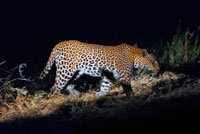 A leopard photographed in action during the night safari that Orient Express performs at Camp Khwai River Lodge by Orient Express in Botswana, within the Moremi Game Reserve Wild, Botswana. The leopard (Panthera pardus) is a carnivorous mammal of the Felidae family Like the other three big cats in the genus Panthera, the lion, tiger and jaguar are characterized by a change in the hyoid bone that allows them to roar. Also called a panther, when presented completely dark fur (melanin). In antiquity, a leopard was considered a hybrid of a lion and a panther, as is reflected in its name, which is composed of the Greek words for λ? Ων you? N (lion) and π? Ρδος brown (male panther ). It is also related to Sanskrit????? p? d? ku (snake, tiger, panther), and probably derives from the Mediterranean language and Egyptian. The leopard is one of the most adaptable big cats. Except in deserts, living in all kinds of habitats provided you have a place to hide and there is enough prey to survive, it is present in all types of forests, savannas, in fields and in rocky places. In some habitats, leopard develops other ways to evade larger or more numerous predators such as lion and hyenas in Africa and tigers in Asia. Really, the only factor limiting the leopard is people.