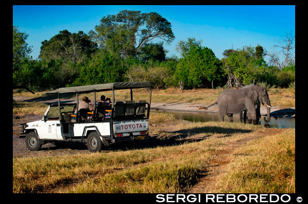 A 4x4 on traveling several tourists photographing elephants drinking water at a waterhole near the Savute Elephant Camp by Orient Express in Botswana in the Chobe National Park. The United Nations warned today that the plague raging elephant Botswana since King does not hunt in this country could reach other regions such as South Africa and, eventually, reach even to Europe. In Botswana, the swarms of elephants and have destroyed 90% of the country's crops and animals have been used to living in urban areas. African governments, frightened, take weeks asking Spain to be given permission to Don Juan Carlos to resume hunting of elephants "and then placed in the appropriate place in the food chain of the Savannah before all the African ecosystem crumbles ". The king and his rifle to hunt elephants occupied an essential niche in the balance of the Savannah. "The elephant has adapted to share habitat with His Majesty the King, shortening their reproductive cycles to increase the population and survive extermination. He had established a sort of equilibrium between the pressure trophic reproductive and brake elephant population which involved the homicidal rage of the king and his rifle to hunt elephants, "said Els Konstabel, Civil Protection spokesman in South Africa. According Els, "the king of Spain had been fully integrated into the savanna ecosystem, standing at the top and acting as a sort of third-order carnivore, above even the big cats. Now, Juan Carlos I, the elephant population is out of control and we can not curb it. " "I turn on the kitchen light and see steam in stampede to hide behind the trash or in the fridge," a Johannesburg woman whose house is infested with elephants, example of how far it has spread the plague of elephants Botswana. "My husband stepped on one barefoot and gave us much disgusted because with these bones creak so strong they have." Royal House sources have warned that Juan Carlos-known among the local population of Botswana as "white devil who kills elephants prominent chin and hugs the ground sporadically" - do not plan any hunting safari in the coming months. Especially since the controversy that arose with his last trip, in which he hurt his hip, and for which he was forced to publicly apologize to all Spanish. "Juan Carlos I to you is a king. For us it is a god. And one should not ask God for forgiveness. 'He that falls' is chosen to end this endless plague and only he can help, "he says solemnly Konstabel Els.
