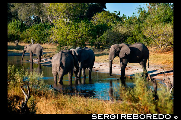 Elephants drinking water at a waterhole near the Savute Elephant Camp by Orient Express in Botswana in the Chobe National Park. Botswana banned elephant hunting trip months after King Starting in January the government of the African country by law to protect local wildlife, tourism revenue. Botswana, so far the paradise for hunting, prohibit this practice from January 2014 to halt the decline of some species, as announced by the Government of the African country. King poses with the owner of Rann Safaris, facing an elephant killed during a hunt in 2007. RANN SAFARI SAFARIS RANN "The government has decided to suspend from the January 1, 2014 for an indefinite period of hunting of wild animals practiced in the commercial arena," according to a statement from the Ministry of Environment. Botswana wants and be "consistent with its commitments to the conservation and protection of local wildlife and the development of the local tourism industry in the long term." Big game hunting is a sport practiced by amateurs, usually high-income people, as King Juan Carlos, whose expedition to Botswana to hunt elephants in April caused a scandal in Spain, during the economic crisis. ELEPHANTS, LIONS AND BUFFALO Botswana is home to a large population of elephants, lions and buffalo, but the government fears the big game then decrease their number. "The decline in the number of copies is a real threat to the conservation of our natural heritage and long-term health of our local tourism industry, which is the second source of income in the country, behind the diamond" explains Government in a statement. Tourism contributes 12% of GDP in Botswana.