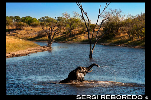 An elephant bathes peacefully in one of the streams near the camp Savute Elephant Camp by Orient Express in Botswna, in the Chobe National Park. African elephants compete with the people of Botswana, and protected areas are inadequate to ensure the survival of elephants, especially in arid and semiarid regions, where the elephants depend on resources and space also used by the population. Due to climatic variables and other environmental variables, elephants should still remain mobility and opportunism, so that confinement to reservations is impractical and harmful. In the Policy Conservation Wildlife 1986 clearly recognized that if not given value to the resources of wild species, the imperatives of other land uses will inadvertently contrary to the continued existence of wildlife resources in reasonable quantities. Conflicts between elephants and people resulting from a growing population of elephants in Botswana can be long-term adverse early if communities living alongside elephants estimate that their livelihood is adversely affected by a "resource" that does not benefit them ( communities) directly. In this policy, and other government policies, such as the Tourism Policy and the National Conservation Strategy, emphasizes the use of natural resources of the country, including elephants, on a sustainable basis for long-term good of Botswana . When communities feel that conservation is only a net cost to them, and increasingly expressed over those feelings, it may not be possible to obtain their cooperation in achieving compliance with conservation objectives. The trade in elephant products is not only essential for elephant conservation, habitat and other species, but also to meet basic human needs in the elephant range. Conflicts between people and elephants, as mentioned herein, reached major proportions, and communities that elephants are a pest. With elephant products, including ivory obtained in communal areas, can increase the value of elephants to those communities, and the community appreciate elephants more. With this direct benefit they receive, communities that estimate increasingly interested in the continued existence of elephants in reasonable quantities. At the last auction of 1999 in accordance with Decision 10.1, 30% of the product has gone to adjacent communities range of elephants, and the rest is allocated to the conservation of elephants. In Agenda 21 and the Convention on Biodiversity was established that each country has the right to use its natural resources as it sees fit. Botswana therefore requests to be granted this right with respect to its elephant population. The storage and stockpiling ivory incurring costs. Campbell (1990) reports that more water available Botswana surface before now. It is noted that as the elephants are a species that depends on water distribution was wider then. Based on information from previous explorers, Campbell concludes that the distribution of elephants reached its peak in the late eighteenth century. It is believed that drought water sources Kgalagadi, the extension of human settlements and in particular, excessive hunting for ivory obtaining the 1800s have contributed to the decline of the elephant population, which reached its minimum around 1890. During that period, it was announced that there were only small concentrations of a few hundred animals in the vicinity of the Okavango Delta, the western part of Chobe and Linyanti and Kwando rivers, north, and southeast Tuli Block. Child (1968) and Sommerlattee (1976) reported that concentrations of elephants appeared along the eastern part of the Chobe River and to the south, in the Chobe District, in the mid 1960s. These observations indicate a reoccupation of parts of the former range of elephants in northern Botswana, which had been abandoned at the end of the century. The rules of distribution and current population estimates are derived from elephant aerial surveys that are part of the animal census started in 1996 and have continued since. The distribution of elephants in the northern range broader depends on the availability of surface water. During wet water is normally available in the whole range of elephants, which are some seasonal deposits. During this time of year there is a greater distribution of elephants in the dry season distribution is concentrated mainly along perennial water sources of the river systems of the Kwando-Linyanti-Chobe on the border between Botswana and Namibia. Such concentrations are superimposed inside Namibia. There are small concentrations along the Zimbabwean border what is probably continuous with populations on the other hand, since there are no real barriers to movement. Other concentrations are found on the western shores of the Okavango Delta. There are elephants in northern Tuli Block throughout the year, although some of them for some time regularly cross the Tuli Circle of Zimbabwe.