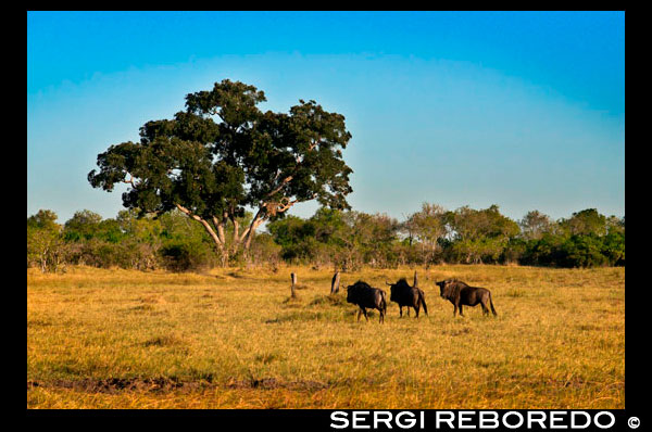 Alguns nyus corren prop del campament Savute Elephant Camp d'Orient Express a Botswna, al Parc Nacional de Chobe. En els primers dies de juny té lloc un dels esdeveniments més característics d'Àfrica, milers de nyus avancen per la plana en direcció a les seves casernes d'estiu a la recerca de pastures. Aquesta imparable marxa, mil vegades filmada, fotografiada i comentada, és l'aspecte més conegut d'aquesta espècie fonamental en la cadena tròfica de la sabana. Abans d'emprendre el viatge anual, han tingut lloc les parades nupcials al si del ramat, esquitxades de violentes disputes entre els mascles per la conquesta d'un petit territori on es produiran les còpules amb les femelles que hagi pogut atreure. Amb les femelles ja fecundades, els diferents grups comencen a unir-se formant interminables riuades d'individus que no pararan fins a arribar a les zones de pastures fresques del Llac Victòria o del cràter del Ngorongoro, on passaran cinc o sis mesos abans de retornar als seus llocs d' origen. És ara quan es produeixen els naixements, escalonats durant un període de dos o tres mesos, i quan la importància del GNU com una baula indispensable de la cadena alimentària queda de manifest. Coneixedors d'aquesta explosió de vida, multitud de predadors s'amunteguen prop de les rajades de ñus a la recerca de preses fàcils, el que provoca una elevada mortaldat entre les cries nounades i entre els individus vells o malalts per als quals aquest any ha estat el de la seva última migració. Els nyus habiten les sabanes d'Àfrica oriental i del sud. Poden retardar el part a voluntat triant el moment més adequat per donar a llum a la seva criatura. Hi ha una altra espècie, de cua blanca, que viu en zones molt localitzades de Sud-àfrica i que està a la vora de l'extinció.