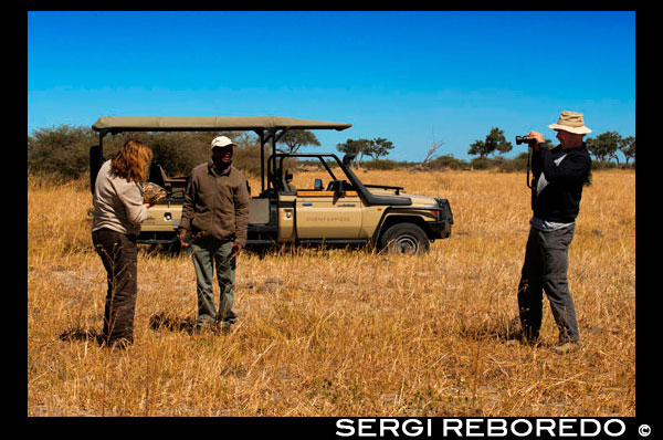 Una parella de turistes de fotografia amb una tortuga de terra prop del campament Savute Elephant Camp d'Orient Express a Botswna, al Parc Nacional de Chobe. La tortuga lleopard (Geochelone pardalis) és una espècie de tortuga de la família Testudinidae gran i atractiva que viu a la sabana d'Àfrica, des de Sudan fins Sud-àfrica. Aquest queloni és una tortuga de pastura que viu en zones semi-àrides, en pastures, encara que algunes tortugues lleopard s'han trobat a les zones més plujoses. Aquesta és la tortuga de major distribució a Àfrica del Sud. Té una àmplia distribució a l'Àfrica subsahariana, incloent localitats registrades al sud del Sudan, Etiòpia, Àfrica Oriental (incloent Natal), Zàmbia, Botswana, Namíbia, Angola i Àfrica del Sud-oest. Les G. pardalis són la quarta espècie més gran de tortuga després de la tortuga d'esperons africana (Geochelone sulcata), la tortuga de les Galápagos i la tortuga gegant d'Aldabra (Geochelone gigantea). El nom del gènere és una combinació de dues paraules: Geo (γαια) que significa "terra" o "terra" en grec, i Chelone (Χελωνη), que significa "tortuga". El seu nom específic pardalis és de la la paraula pardus, que significa "lleopard" i es refereix a les taques leopardas de la closca de la tortuga. La tortuga lleopard té dues subespècies reconegudes: Geochelone pardalis pardalis La menys comuna, tant en captivitat com a la natura, es localitza principalment en el sud d'Àfrica, en una petita zona que comprèn l'oest de Sud-àfrica i el sud de Namíbia. Es caracteritza per un to més fosc (més negre que la presència de groc). Els mascles d'aquesta subespècie són dimensionalment més grans que les femelles, i en general és la subespècie més gran. Geochelone pardalis babcocki La més comuna, es distribueix per una extensa zona que va des d'Etiòpia fins Sud-àfrica. Les principals diferències són la major presència de groc que de negre, un menor grandària en general (a part de les gegants d'Etiòpia i Somàlia), i la mida dels mascles, més petits que les femelles. A més les adultes d'aquesta subespècie tenen l'espaldar més convex. Les cries de les dues subespècies poden diferenciar pel color de l'arèola, a la G. p. babcocki les taques negres de les plaques centrals estan sobre la línia mitjana mentre que a la G. p. pardalis són més laterals. La tortuga lleopard és la quarta espècie de tortuga més gran del món i la segona més gran d'Àfrica després de Geochelone sulcata, els adults poden arribar als 60 cm. Els exemplars de grans dimensions poden arribar als 70 cm de llarg, en les tortugues lleopard gegants d'Etiòpia i Somàlia poden arribar als 100 cm en casos excepcionals. La grandària mitjana dels adults és de 35-40 cm amb un pes mitjà de 13-18 kg, encara que alguns exemplars poden arribar a assolir i mesurar 50-60 cm i arribar a un pes de 40 kg.1 És una tortuga gran i molt atractiva. La closca és alt i volta, i la piràmide escut en forma de s no és infreqüent. El color de la pell i el fons és de color crema a groc, i la closca està marcat amb taques negres, taques i fins i tot guions o ratlles. Cada tortuga lleopard està marcada de forma exclusiva. Es caracteritza per un color predominantment groc amb taques irregulars de color negre en tot la closca, però alguns exemplars poden mostrar una major falta de negre que el fa encara més especial. El plastró és lleuger, amb característiques més fosques. La closca té una forma piramidal. La pell de les potes i i el cap és clara. És un animal de molt llarga vida, la tortuga lleopard no arriba a la maduresa sexual fins que es troba entre les edats de 12 i 15 anys. Les tortugues lleopard en captivitat, però, creixen més ràpid i poden madurar amb tan sols sis anys d'edat. La tortuga lleopard mascle persegueix a la femella i el colpeja a la closca perquè es quedi quieta. Durant l'aparellament, el mascle emet forts vocalitzacions. Després de l'aparellament la femella posa una posada composta per entre cinc i 30 ous, tot i que la mitjana són entre vuit i deu. La tortuga lleopard de Sud-àfrica (G. pardalis pardalis) és molt més difícil de reproduir en captivitat que la tortuga lleopard comú, g. p. babcocki. A la incubadora la temperatura ha de ser mantinguda entre els 28 ° C i els 30 ° C, amb una humitat del 80% i un substrat lleugerament humit. El temps d'eclosió oscil · la entre 130 i 180 dies. Arribat el dia de l'eclosió, sovint precipitada per un dia de pluja, la cria de tortuga trenca l'ou mitjançant un tubercle corni situat entre les narius externes i el maxil · lar superior que desapareix després d'uns dies. L'eclosió dura quaranta-vuit hores, un període durant el qual el sac vitel · lí és absorbit totalment. La tortuga lleopard és una espècie exclusivament herbívora adaptada en ambients àrids. Necessita una dieta amb un elevat contingut en fibra i amb alts nivells de calci, a base d'herbes del camp, com dent de lleó, plantatge, trèvols i alfals, però sobretot també les plantes espinoses d'herbes seques. La seva dieta és principalment fenc, unes poques verdures fresques, herbes, amanida mixta de camp, xicoira, l'endívia, alfals, flors de hibisc, trèvol, tomàquets, col, bròquil remolatxa, canonges, créixens, i tubercles en general. La manca de fibra dóna lloc a problemes com la diarrea i la deshidratació, pèrdua de pes, col · lapse de l'intestí, una major susceptibilitat als paràsits intestinals i flagel · lats. També serà recomanable que se'ls afegeixi calci al seu aliment, per enfortir els ossos i la seva closca. S'haurà també tenir en compte que necessiten tenir a mà un bol amb aigua fresca. No ha de tenir més de 5 o 10 cm de profunditat, i l'aigua serà renovada diàriament. Altes dosis de proteïnes o de fòsfor juntament amb una minsa ingestió de calci provoquen deformacions permanents de la espaldar i danys en els òrgans. Un símptoma evident de mala alimentació és un espaldar amb les escates punxegudes i estriades a les sutures, un fenomen conegut com piramidalización. En canvi, un espaldar llis i de forma ovalada indica una alimentació correcta. A les tortugues lleopard en captivitat se'ls ha de permetre pasturar en zones amb herbes o gespa. La seva dieta consisteix principalment de pastures, de tot tipus d'herbes. La seva dieta ha d'estar plena de fibra i se'ls ha de donar un suplement de calci. La dieta pot ser complementada amb les verdures de fulla verda com la col, la col arrissada i fulles de nap. Fulles de parra, si escau, són molt nutritives i una bona addició a la dieta. També poden ser alimentats amb alfals fresca i seca, però només en petites quantitats, ja que és molt alta en proteïna. La proteïna animal és molt nociva, i la fruita no s'ha de donar, ja que conté massa sucre i poc calci, i els produeix diarrea i multiplicació de paràsits inernos. Les pales de figuera de moro i les figues de moro aporten gran quantitat de fibra i calci, pel que són ideals per a la tortuga lleopard.