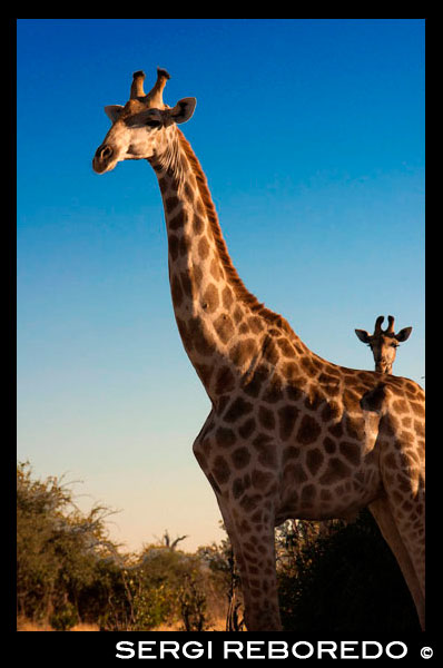 Es fácil encontrar jirafas cerca del campamento Savute Elephant Camp de Orient Express en Botswna, en el Parque Nacional de Chobe. La jirafa (Giraffa camelopardalis) es una especie de mamífero artiodáctilo de la familia Giraffidae propio de África. Es la más alta de todas las especies vivientes de animales terrestres. La cima de la cabeza puede llegar a encontrarse a 5,8 m de altura y puede pesar de 750 kg hasta 1,6 toneladas.2 El nombre común 'jirafa' y primer término del nombre binomial Giraffa proviene del árabe ??????? (ziraafa o zurapha), que significa "alta". El segundo término que da nombre a la especie camelopardalis proviene del griego καμηλοπ?ρδαλη camelopardale y del latín camelopardalis, que significa "camello leopardo". La jirafa está emparentada con cérvidos y bóvidos, pero pertenece a otra familia, los jiráfidos (Giraffidae), que comprende únicamente a la jirafa y su pariente más cercano, el okapi. Julio César introdujo la primera jirafa en Europa traída de su campañas en Asia menor y Egipto donde conoció a Cleopatra. Sin tener claro qué animal era, los romanos la bautizaron cameleopardo, un cruce entre camello y leopardo, convirtiéndose en el nombre científico que se utiliza hasta hoy. La jirafa normalmente habita en sabanas o en espacios abiertos. Sin embargo, cuando el alimento escasea, es capaz de adentrarse en áreas con densa vegetación. Las jirafas prefieren las áreas de acacias en crecimiento. Pueden beber grandes cantidades de agua cuando está disponible, lo que les permite sobrevivir a grandes periodos secos en tierras áridas.