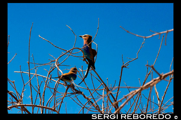 A pair of blue chest rattles (Lilac-breasted Rolle) of beautiful plumage perch in a tree near the camp near Savute Elephant Camp by Orient Express in Botswna, in the Chobe National Park. "Lilac Breasted Roller" and in Spain is known for "Ratchet Lila", hope you like the same thing to me when I saw it, I tell you a little about him. Name: Lilac Breasted Roller. Spain: Ratchet Lila Latin: coracias caudata. Biometrics: Length: 36 cm Weight: 104 g Appearance: The average size of the Lilac Breasted Roller is 14.5 inches. The washed green head is large, the neck is short, the greenish yellow legs are rather short and the feet are small. The beak is strong, arched and hooked tip. The narrow tail is of medium length. The back and scapulars are brown. The shoulder of the outer bands of the wings, flight feathers are violet and hips. The bases of the primaries and their coverts are pale greenish blue and the outer tail feathers are elongated and blackish. The chin is whitish shade, rich lilac of the breast. The underparts are greenish blue. The bill is black and eyes are brown. It has large wings and strong flight. Diet: Roller Lilac Breasted eats grasshoppers, beetles, lizards occasionally crabs and small amphibians. They capture their prey from the ground. Breeding: They nest in tree holes unlined natural or termite mounds. Sometimes they take over woodpecker or kingfisher nest holes. They lay 2-4 white eggs which are incubated by both sexes for 22-24 days. At 19 days, the chicks are fully feathered and grayish brown. Behavior: Roller owe their name to their impressive courtship flight, a quick dip and significant elevation surface with fast rocking motion, accompanied by loud raucous calls. All Roller appear to be monogamous and highly territorial. Lilac Breasted Roller perch on a dead tree, surveying the dam area. A typical aspect of their behavior is that animals also eat fleeing wildfires. It is a fast flyer, enjoy acrobatics during the breeding season. Actually race "on the wing". They live in pairs or small groups, but they are often alone. Its call is a loud squawk rough, 'zaaak'. They are partly migratory, but in some areas are sedentary. To feed precipitate from a lofty perch next to their prey and eat it on the ground or return to a perch where hit before swallowing it whole. They are territorial, defending feeding grounds also temporarily small, so that individuals are regularly spaced along the roads. They scare off many species from near their nest, even after breeding. Habitat: Grasslands, open woodland areas where palm trees grow alone. Where found: The species extends more or less continuously throughout eastern and southern Africa from the Red Sea coast of Ethiopia and Somalia, north-west of the north coast of Angola and South Africa. Lilac Breasted Roller inhabit acacia country with well spaced trees, riparian areas and farmland, but are not associated with the human environment.