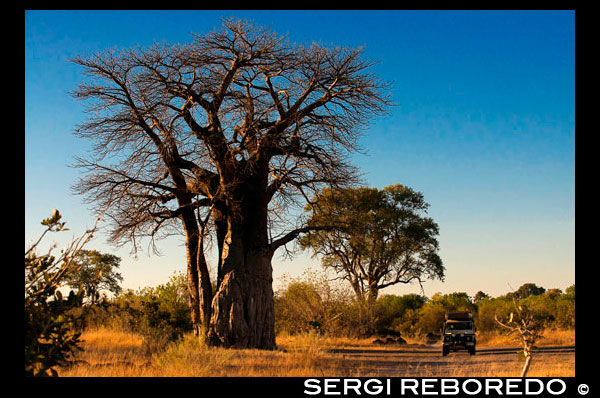 A 4x4 passes by several baobabs stationed along the road near the camp Savute Elephant Camp by Orient Express in Botswna , in the Chobe National Park . If we discover one of the world 's rarest trees , we can not take a look at Baobab or Adansonia . From Africa , not known for the beauty of its foliage and the showy and aroma of flowers and fruits , rather, lack of it , and therein lies its charm. With an almost prehistoric, but does not reach the size of a giant redwood , the truth is that your hand, anyone feel small . There are eight species of baobab , seven of which are found in Africa , six are endemic to Madagascar and one in Australia . It is one of the iconic trees of the African island , and as many plant species , its origin holds a legend. They baobab in Africa was one of the most beautiful trees of the continent, admired by all for their foliage and flowers. His vanity grew so much that the gods punished him , burying its branches and exposing their roots. Indeed , it seems an inverted tree with its branches spread in anarchic order , aims seek forgiveness from the gods. A very peculiar tree can reach a height of more than thirty meters and a width that reaches twelve feet in diameter. These dimensions vary depending on the species: Adansonia digitata , native to continental Africa , or randidieri adansonia , Madagascar, can measure more than 25 meters , while the variant of Australia , Adansonia gibbosa , rarely reaches ten meters and rubrostipa adansonia usually measured half . Her appearance impressed Antoine de Saint - Exupéry in a way that made ??them the stars of one of the chapters of his masterpiece, " The Little Prince " . In addition , the extraordinary longevity of these trees is one of his characteristic : can reach up to 3,000 years. The baobab is a deciduous tree , which has only foliage in the summer months , the rest of the year, its branches remain bare , a blow to the bearing which , according to tradition , had in his day. It has a smooth trunk with a wood composed of multiple fibers , so it is used routinely to make baskets or paper . This wood is it possible that within the tree can store thousands of gallons of water that the plant will consume during times of severe drought , quite common in Africa . Its flowers , which are yellow or white, open at night , and are pollinated by bats . They , like the trunk, practical utility , since the adhesives are produced pollen . The fruit, which is edible , provides vitamin C. It also can be ground or roasted , to make a drink similar to coffee.