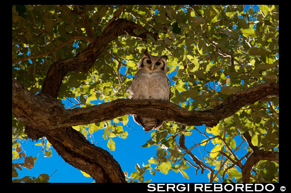During the safari game is not uncommon to see birds of prey such as owls on branches near the camp baobabs Savute Elephant Camp by Orient Express in Botswna , in the Chobe National Park . Owls are well known to be very versatile birds in their habitat. They are able to live in a variety of places, and some of them can get to surprise you. The most common place to find owls are forested areas. They have a place that mark as their own territory , and where they can hide during the day from predators and access to a lot of different food sources because of the other creatures that live in the forest. Some species of owls are able to live in the rainforests , they do very well with moisture and rain . They are able to find good places to live and to protect them from their environment , however , these places are more predators which have to hide . Some people assume that only owls live in trees , however, take any opportunity they can to find shelter or claim any environment. For example , they can live in the trunks of trees and on the tops of the stables , others live in shrubs and bushes , in which you might never think to look . The owl is an animal very fast , your vision is unique and has very sharp claws , so hunting for food is not difficult . For the owl is very important to hunt their own food , the prey is something you hardly see in an owl. Food is something that varies depending on factors such as season or where they live , however is common to see them catching mice , rabbits , spiders , insects , snails , worms , crabs and sometimes fish and reptiles. The owl has an excellent sense of hearing , which allows hunting even when completely dark. It is capable of immobilizing with his claws in a split second their prey , which can lead flying somewhere near or with the aid of its beak & devour it in the air , this depending on the type of fish concerned. The amount of food that the owl needs depend on issues such as the species and its size, a remarkable feature is the fact that the owl swallows its food, not chew . It uses its beak to tear easily swallowable pieces & everything goes directly to be digested , which is why after about ten hours form granules which regurgitates . These granules are formed by things like crushed bones , skin & feathers, which they are unable to digest.