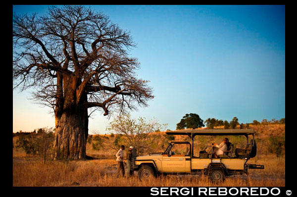 Uno de los vehículos 4x4 de Orient Express hace una alto en el camino al atardecer para tomar un te y contemplar la puesta de sol junto a un baobab. Cerca del campamento Savute Elephant Camp de Orient Express en Botswna, en el Parque Nacional de Chobe.  Diferentes especies de baobabs: Adansonia digitata: el baobab por excelencia. Crece en todas las zonas semiáridas del África continental, alcanza los 25 m de altura y 10 metros de diámetro. La copa es redondeada y tiene uno o varios troncos secundarios. Las hojas tienen de 5 a 7 foliolos. El fruto es globoso u ovoide. En el Sahel hay cuatro tipos de esta especie, el de corteza negra, el de corteza roja, el de corteza gris y el de hojas oscuras (dark leaves). Este último tiene las hojas más apreciadas como verdura, el gris es mejor por la fibra y los otros por los frutos. Adansonia grandidieri. Propio de Madagascar, es la especie más alta (25 m) y esbelta que las demás; acilindrado y liso. También es el árbol que tiene más usos y se ha explotado más. La corteza, de un tono gris rojizo, y que en el árbol adulto tiene de 10 a 15 cm de grosor, es tan fibrosa que no queda ningún árbol del que no se haya extraído a una altura de dos metros para hacer tejidos, ya que se regenera fácilmente. El fruto es globoso, dos veces más largo que ancho. La pulpa del fruto se come fresca y de la semilla se extrae un aceite para cocinar. En algunas zonas se alimenta a las cabras con estos frutos; las cabras digieren la pulpa y expulsan la semilla entera. La madera, esponjosa, es rica en agua y tiene anillos concéntricos que muestran los años de crecimiento. Según las leyendas, los árboles solitarios de esta especie albergan espíritus y no es raro encontrar ofrendas a los pies de los ejemplares más grandes. Adansonia gregorii (sin. A. gibbosa). Endemismo de Australia. Crece en afloramientos rocosos, lechos de ríos y llanuras inundables del noroeste de Australia. Raramente supera los diez metros de altura y la copa es irregular. Echa las hojas entre noviembre y marzo. Los australianos lo llaman árbol de la rata muerta o árbol botella. Adansonia madagascariensis. Pueden medir de 5 a 12 m y ser de formas muy distintas. Crece en el nordeste de Madagascar y puede incluso adentrarse unos metros en el mar. El fruto es más ancho que largo. Florece en febrero y echa las hojas en noviembre. Si se planta en semillero, sus raíces hinchadas son una verdura excelente. Adansonia perrieri. Crece también en el norte de Madagascar. Quedan pocos ejemplares de esta especie en peligro de extinción. No supera los 15 metros de altura y puesto que está en el hemisferio sur echa hojas entre noviembre y abril, como el resto de baobabs de Madagascar. Adansonia rubrostipa (sin. A. fony). Crece en el oeste y al sur de Madagascar, en terrenos arenosos o arcillosos. Es el más pequeño de los baobabs de Madagascar, de 4 a 5 m, aunque pueden encontrarse ejemplares de hasta 20 metros de altura. Son gruesos y se estrechan antes de las ramas, dándoles una forma de botella muy especial. La corteza es marrón rojiza. Las hojas son serradas. Es una importante fuente de alimentación para los lemures. Adansonia suaresensis. Crece en el norte de Madagascar. También en gran peligro. Es una especie alta, mide hasta 25 m y tiene un tronco esbelto de unos 2 m de diámetro. El ramaje es amplio, las hojas tienen de 6 a 11 foliolos verde amarillentos y elípticos. El fruto es dos veces más ancho que largo. Sus semillas son las más grandes de la familia. Adansonia za. Crece desde el extremo sur hasta el noroeste de Madagascar. El tronco es cilíndrico y muchas veces irregular. Las semillas son comestibles y el tronco se usa a menudo como depósito de tierra. 