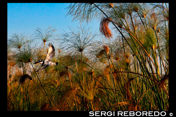 Among the reeds that grow in the water you can see a huge variety of birds during the Water Safari Camp Eagle Island Camp by Orient Express, outside the Moremi Game Reserve in Botswana. With an area of ??approximately 3,900 square km, this reserve was created in the 1960s to protect the most wildlife-rich Okavango Delta. In 2008, the tourism fair in the prestigious Association of Travel and Tourism South Africa, Indaba, was voted as "the best wildlife reserve in Africa." It is the first reserve in Africa created by local residents. The people of Ngamiland Batawana, led by Mrs. Moremi, wife of late Chief Moremi III, concerned about the rapid extinction of wildlife on their land, mainly due to over-hunting, made the wise decision to proclaim Moremi as reserve in 1963, making her the only officially protected area of ??the Okavango Delta, acquiring a great scientific, environmental and preservation and as a result, is classified as one of the most beautiful reserves in Africa, and even possibly the world. The reserve has a split personality, one side has large areas of land elevations amid extensive marshes. Located in the central and eastern Okavango, Moremi includes language that encompasses the northeastern part of the Reserve, and Chief's Island, in the inner Delta, claiming to be one of the most diverse and rich ecosystems of Africa , resulting in a spectacular bird watching, over 400 species of birds, some migratory and other endangered species, and animal watching, including all carnivorous and herbivorous species in the region in their natural habitat. Black and White rhinos were recently reintroduced to the reserve, thereby making it a destination to find ¨ ¨ the big five. The most predominant vegatación ranging from Mopane forests and thorny bushes to dry savanna, grasslands, floodplains, riparian forests, lagoons, islands, wetlands and perennial streams. Moremi is a common destination for the camper without driver, and usually is usually combined with Chobe National Park to the northwest. Within Moremi attractions are: - The Third Bridge, located near the beautiful River Sekiri, surrounded by thick forests of papyrus, is a favorite, creating unforgettable memories of spectacular sunsets in the Okavango. It is literally the third wooden bridge if we come to the reservation by the south gate. It's a nice rustic bridge that saves a pond colored sandy tannins on the river, a great place to camp and make a picinic in their old camp, the most popular of booking. It is not advisable to swim in the area, because you can find crocodiles and hippos in the reeds. - Mboma Island, grassy island of 100 square kilometers is not really just an extension of the language of Moremi. It consists of a sandy meander 25 km, constituting a very nice optional excursion begins about 2 miles west of Third Bridge. - Xakanaxa Lediba, this gap has one of the largest colonies of herons in Africa, which makes it a paradise for bird watching. A part of herons, can spot marabouts, African jabiru storks, ibis different classes (tantalum African sacred ibis and glossy ibis) and egrets and abundant animals and fish. Some shelters category in the area, organized boat and mokoro circuits for their customers, they can join if they wish but if they are staying in shelters the price is quite high but always negotiable. The route between the North gate Xakanaxa Lagoon is one of the most scenic rides in the country. Worth making a stop at the lagoon Dombo Hippo, about 14 km southwest of the north gate, where hippos throng on the shore, we can see these wonderful animals from a high lookout. There are also two ponds Paradise troughs and as the name suggests are wonderful for observing animals. The only way to reach Moremi is in off-road safari vehicle or plane as there is no public transport. If you have a reservation at Delta camp, it usually takes care of the transfer itself in aircraft, vehicle or boat, albeit with an additional cost.