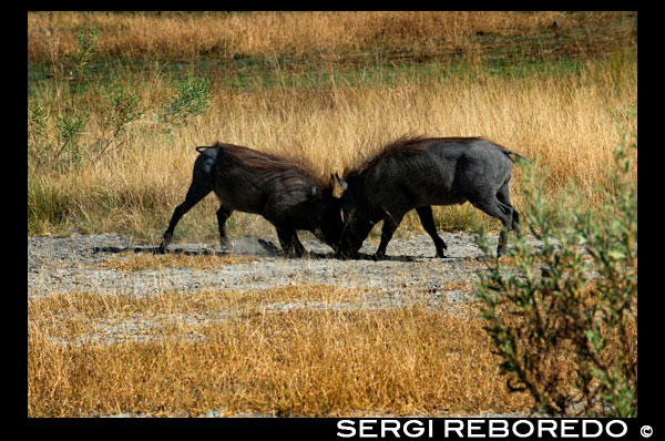 A pair of warthogs fights while performing the walking safari made camp near the Eagle Island Camp of Orient Express, on the outskirts of the Moremi Game Reserve in Botswana. Social behavior and reproduction of these warthogs. This species of wild boars are not territorial, but occupy an area of ??action. Wild boars live in groups called sounders. Females live in sounders with their young and with other females. Females tend to stay in their natal groups, while the men go, but stay within the home range. Subadult males associate in bachelor groups but leave alone when they become adults. Adult males only join sounders that have estrous females. Warthogs have two facial glands - tusk gland and sebaceous gland. Warthogs of both sexes begin mark around six to seven months of age. Males tend to mark more than women. The places that are indicated are for sleeping and feeding areas and springs. Warthogs use tusk marking for courtship, antagonistic behavior, and set the state. Warthogs are seasonal breeders. Rutting begins at the end of the dry season or early rainy and delivery begins near the start of the next rainy season. The mating system is described as "overlap promiscuity": the males have ranges overlapping several female ranges, and daily behavior of the female is unpredictable. Boars employ two mating strategies during the rut. With the "staying tactic", a boar will stay and defend certain women or a valuable resource for them. In the "itinerant" tactical boar sows in heat seek and compete for them. Boars will wait bristles arising out of their burrows. A dominant boar will displace another boar is also courting his wife. When a sow leaves her den, the boar will try to prove his dominance and then follow her before copulation. For the "staying tactic", monogamy, polygamy, female-defense polygyny or defense resources, while promoting "roaming tactic" promotes scramble-competition polygyny. Typical gestation period is five or six months. When you are about to give birth, sows temporarily leave their families to give birth on a separate hole. The litter is seven fifty-eight piglets, with two to four typical. The sow will stay in the hole for several weeks nursing her piglets. Warthogs have been observed to participate in allosucking. The bristles nurse foster piglets if they lose their own waste, which cooperative breeders. Allosucking not seem to be a case of mistaken identity or milk theft and may be a sign of kin altruism. Piglets begin paste in about two or three weeks and are weaned at six months. Warthogs are considered a kind "follower", as the young are kept close at all times and do not hide. Condition. The wild boar population in South Africa is estimated at around 250,000. Typical densities range between 1 and 10 km in protected areas, but local densities of 77 km are in short grass in Nakuru National Park. The species is susceptible to drought and hunting, which can result in localized extinctions. The Common Warthog is present in many protected areas throughout its range.