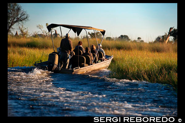 Una llanxa ràpida navega pel Delta de l'Okawango en un safari aquàtic organitzat des del campament Eagle Island Camp d'Orient Express, als afores de la Reserva d'Animals de Moremi, a Botswana. Hi ha rius que moren al mar, cursos d'aigua que recorren quilòmetres i quilòmetres per la terra, engreixant, augmentant el seu cabal, per alliberar-lo en l'oceà. Hi ha altres que desemboquen en llacs, en altres rius ... Però hi ha altres, molt pocs, que desafiant el que estableix acaben abocant les seves aigües en les sorres del desert, terra endins, desapareixent, esfumant-se com per art de màgia. Això és el que li passa al riu Okavango, 1.600 quilòmetres després de néixer. Després brollar al sud-oest d'Angola (on té el nom de Cubango), gira cap a l'est, allunyant-se del mar, iniciant el seu recorregut al llarg de la frontera entre aquest país i Namíbia (coneixent-se llavors ja com Okavango) per anar a morir a Botswana. Ben lluny de l'Atlàntic i l'Índic, a la meitat del con sud del continent, creant el major delta interior del món. És el Kalahari el que acull les aigües del riu, especialment en els mesos de juliol i agost, poc després d'entrar a Botswana pel nord. La imatge aèria del fenomen és sensacional: enmig de l'aridesa regnant, de terres pàl · lides i lluminoses, llengües d'aigua tenyeixen de verd el seu recorregut cap al sud. Sembla un arbre sense branques les arrels avancen infructuosament cap enlloc. És tal la dimensió del delta (16.000 km quadrats, una mica més gran que la superfície de la província d'Osca) que caldria pujar en un satèl · lit per veure això amb precisió, però el vol que es pot fer en avioneta des de Maun ajuda a fer-se una idea magnífica del que hi passa. El riu avança perfectament ordenat, canalitzat, formant una ampla ribera fins arribar a l'altura de Sepupa, lloc on tot es desordena, es desborda. És aquí on comença el delta interior, on el riu es bifurca en mil i una rutes diferents (més com més gran sigui el nivell d'aigua aquest any) creant un laberint d'illes, rius, rierols, reguerons, rierols ... que desenes de quilòmetres més tard s'esfumen, desapareixen.