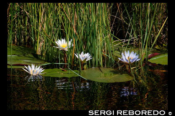 The flowers and small water lilies are a constant in the aquatic safari camp made from Eagle Island Camp by Orient Express, outside the Moremi Game Reserve in Botswana. The Okavango Delta. It is one of the most fascinating and perplexing of the black continent, where the water meets the sands of the Kalahari Desert into a small universe of unique and extraordinary wildlife. This is a very good, like the nearby Serongo, to get to know the delta transported in a mokoro, small canoes traditionally constructed from a tree trunk. A boatman located in the rear pushing us easily with a pole four to five meters through wide channels. The delta begins to open there and taking thousands of branches not yet appreciate as well as in the other famous place: Maun, situated on the southwestern tip of the delta. Self-described as "the gateway of the Okavango Delta," Maun is one of the most tourist places of the country. But that, in Botswana, is almost to good: many offer many different camps to stay, banks and decent restaurants, lots of activities ... The concentration of tourists is so scarce and hotels are far apart from each other along the river sometimes hard to believe we're in a really touristy, especially when compared with the coast of Spain. This is a great starting point for a tour of two or three days in the dugout. Each supports up to two people and rower, who serves as guide. A cooperative is managing all mokoro trips, setting rotations between the rowers to benefit the entire community. The standard rates are per day, part of which goes to a common fund for community improvements. The idea is that the benefit will be divided equally. From Maun, transport us into a motor boat by one of the streams to Boro, the starting point. From there we enter the realm of water, silence, slow motion. Sitting on the floor of the boat, move by tongues of calm waters, almost motionless, completely transparent but with a reddish color. The water is often camouflaged by vegetation that invades the bed and its surface and sometimes Waterman invents the way, pushing above the reeds and water lilies, without too much difficulty. On the horizon, in the islands identified by the trees (palm, ebony or sausage tree curious) are quick to appear birds (kingfishers, herons, eagles) and some antelope. But to see larger animals still have to go deeper into the delta and land search. In some of the thousands of islands that make up the delta is home to large mammals. Water, and in the middle of the desert, is life and so the delta is one of the best places in the region to see them. Contrary to popular belief, water does not disappear delta down, not filtered. Well, not all. It is estimated that only 2% form part of the aquifers that are in the area. The vast majority evaporates (36%) or sweat (60%) consumed by plants that are born and live through it. The rest flows into Lake Ngami, in the southwestern part of the delta.