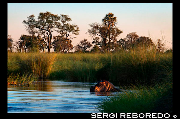 Hay que tener mucho cuidado con los hipopótamos durante los safari acuáticos efectuado desde el campamento Eagle Island Camp de Orient Express, en las afueras de la Reserva de Animales de Moremi, en Botswana. El hipopótamo común es el tercer animal terrestre más grande del mundo en la actualidad (después de los elefantes y el rinoceronte blanco). Pueden vivir en el agua o desplazarse por tierra, y su densidad relativa les permite hundirse y andar o correr bajo el agua por el fondo de los ríos. Están considerados como megafauna actual, pero a diferencia del resto de la megafauna africana, se han adaptado a una vida semiacuática en ríos y lagos de agua dulce. Debido a su gran tamaño, los hipopótamos son difíciles de pesar en la naturaleza y la mayor parte de las estimaciones de su peso en estado silvestre provienen de operaciones realizadas en los años 1960. El peso medio para los machos adultos oscila entre 1500 y 1800 kg. Las hembras son más pequeñas que los machos, con unos pesos medios de entre 1300 y 1500 kg.9 Los machos más viejos llegan a pesos mucho mayores, alcanzando al menos 3200 kg y en ocasiones hasta 4500 kg. Los machos parece que crecen durante toda su vida, mientras que las hembras alcanzan su peso máximo en torno a los veinticinco años de edad. Miden entre 3,3 y 5,2 metros de largo incluida la cola, de unos 56 cm, y aproximadamente 1,5 m de altura hasta los hombros. El rango de medidas del hipopótamo común se superpone con las del rinoceronte blanco; la utilización de métricas diferentes hace que resulte difícil establecer cual de estos dos animales es el mayor animal terrestre tras los elefantes. A pesar de ser unos animales de aspecto rechoncho, con su gran torso en forma de barril, en tierra pueden correr más rápido que un ser humano. Las estimaciones de su velocidad en carrera varían de 30, 40, o hasta 50 km/h; sólo puede mantener estas altas velocidades en distancias cortas. Su boca es enorme y sus mandíbulas pueden abrirse en un ángulo de 150 grados; el cuello es corto y robusto y el cuerpo alargado y enormemente grueso, con el dorso más elevado en la grupa que en la cruz y hundido en la parte central; el vientre, amplio y redondeado, es colgante y llega a rozar el suelo cuando el animal camina por un terreno pantanoso. Los ojos, las orejas y las fosas nasales están situados en la parte superior de la cabeza, lo que les permite permanecer en el agua con la mayor parte del cuerpo sumergido en el agua y el fango de los ríos tropicales para mantenerse fresco y evitar las quemaduras solares. Tiene unas patas cortas con cuatro dedos bien desarrollados en cada una con terminaciones en pezuña y su estructura esquelética es graviportal, adaptada para sostener el gran peso de estos animales. Como otros mamíferos acuáticos, el hipopótamo tiene muy poco pelo. Aunque no es un rumiante posee un estómago complejo compuesto por tres divisiones o cámaras. La piel es lisa con pliegues en el pecho y en el cuello y casi sin pelo con excepción de unas cortas cerdas en la cabeza y la cola. Es de color gris morado, con la parte inferior del cuerpo y en torno a los ojos y orejas de color marrón rosáceo; son comunes los casos de albinismo. La epidermis (capa externa) es uniformemente delgada, y la endodermis varía de unos 5-6 cm en espalda y grupa a menos de 1 cm en cabeza y vientre. Su piel secreta un protector solar natural de color rojizo, que hace que en ocasiones se diga que «suda sangre», pero ni es sudor ni es sangre; esta secreción es inicialmente incolora, para a los pocos minutos volverse rojo anaranjada y eventualmente de color marrón. Se han identificado dos pigmentos distintos en las secreciones, uno rojo (ácido hiposudárico) y uno naranja (ácido norhiposudórico). Ambos son compuestos muy ácidos, e inhiben el crecimiento de bacterias causantes de enfermedades; por otra parte, la absorción de la luz de estos pigmentos alcanza el rango ultravioleta consiguiendo un efecto de pantalla solar. Todos los hipopótamos, incluso con diferentes dietas, secretan estos pigmentos, por lo que no parece que los produzcan en función de su alimentación. En cambio, los animales pueden sintetizar los pigmentos de precursores proteicos, como el aminoácido tirosina. Cuentan con 2-3 pares de incisivos y los caninos de la mandíbula inferior tienen la apariencia de dos enormes colmillos, que pueden superar en el caso de los machos los 50 cm de longitud (la mitad en el caso de las hembras) y alcanzar un peso de 4 kg; son triangulares, curvados en forma de media luna, romos en su extremo y provistos de surcos longitudinales. Los colmillos de la mandíbula superior son mucho más cortos y débiles, y también curvados y romos en su extremo. Se ha medido la fuerza de la mordedura de un hipopótamo hembra adulto en 8100 N.