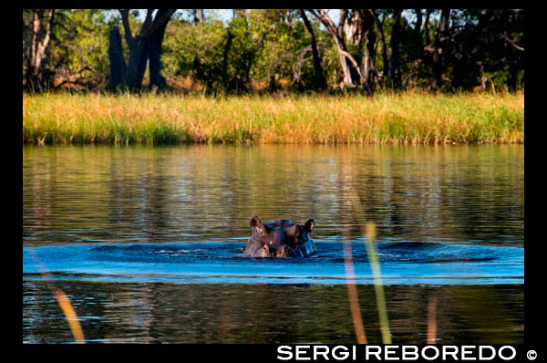 En el Delta del Okavango habitan gran cantidad de hipopótamos, visibles durante  el safari acuático en el campamento Eagle Island Camp de Orient Express, en las afueras de la Reserva de Animales de Moremi, en Botswana. El hipopótamo común (Hippopotamus amphibius) es un gran mamífero artiodáctilo fundamentalmente herbívoro que habita en el África subsahariana. Es, junto al hipopótamo pigmeo (Choeropsis liberiensis), uno de los dos únicos miembros actuales de la familia Hippopotamidae. Es un animal semiacuático que habita en ríos y lagos, y donde machos adultos territoriales con grupos de 5 a 30 hembras y jóvenes controlan una zona del río. Durante el día reposan en el agua o en el fango, y tanto la cópula como el parto de este animal suceden en el agua. Al anochecer se vuelven más activos y salen a comer hierbas terrestres. Aunque los hipopótamos descansan juntos en el agua, el pasto es una actividad solitaria, y no son territoriales en tierra. A pesar de su parecido físico con los cerdos y otros ungulados terrestres, sus parientes vivos más cercanos son los cetáceos (ballenas, marsopas, etc.) de los que divergieron hace aproximadamente 55 millones de años. El ancestro común de ballenas e hipopótamos se separó de otros ungulados hace aproximadamente 60 millones de años. Los fósiles de hipopótamo más tempranos que se conocen pertenecen al género Kenyapotamus, encontrados en África y datados como de hace aproximadamente 16 millones de años. El hipopótamo es fácilmente reconocible por su torso en forma de barril, enorme boca y dientes, cuerpo con la piel lisa y casi sin pelo, patas rechonchas y su gran tamaño. Es el tercer animal terrestre por su peso (entre 1½ y 3 toneladas), detrás del rinoceronte blanco (1½ a 3½ toneladas) y los dos géneros de elefantes (3 a 9 toneladas). A pesar de su forma achaparrada y cortas piernas, puede correr tan rápido como un humano promedio. Se han cronometrado hipopótamos a 30 km/h en distancias cortas. Es una de las criaturas más agresivas del mundo y a menudo es considerado como el animal más feroz de África. Hay aproximadamente de 125 000 a 150 000 hipopótamos en toda el África subsahariana; Zambia (40 000) y Tanzania (20 000-30 000) cuentan con las poblaciones más numerosas. Se encuentran amenazados a causa de la pérdida de su hábitat y por la caza furtiva para conseguir su carne y el marfil de sus dientes caninos. 