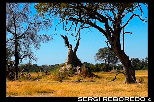 During the walking safari made camp near the Eagle Island Camp of Orient Express, on the outskirts of the Moremi Game Reserve in Botswana, is easy to find landscapes full of termite mounds. A termite nest is the termite colony, where care for the queen, the larvae hatch, the breed and become soldiers, workers or future queens. Commonly are 40 meters from the ground, having an underground chamber, which is the main chamber of the mound. The top is a ventilation device, which also makes the termite shade to cool. Termite mounds are large cities with real camera, crop area, aeration, cooling, materials supply area, personnel (defense, construction, agriculture, birth and child care, etc.). There are different types of termite termite species by the question, but here I will try just two types. In the first of them are flattened termite mud up to three meters high. The broad faces are oriented east-west, while they do the narrow north-south. This provision is not capricious and responds to thermal, non-magnetic. Termites are sensitive to heat and an excess of it will kill them, thereby receive the first rays of dawn sun heating the mound for the east side, while the western side remains cool. When the sun is at its zenith, the heat is up but it would not affect termites, since the rays strike the upper narrow. The other type of termite is a tower-like structure that can reach eight feet high. The cooling system used would be the envy of any engineer, because while they get to keep the temperature constant ventilation air made stale (diffuse carbon dioxide and oxygen inside outside). Due to the large number of people that are in the termite (up to several million) heat is generated, air may stall and reheating up lethal to the termites. But these great engineers have the solution: the colony will occupy the central part of the nest and the hot air and carbon dioxide loaded amount through the galleries, in the upper air moves to the side and down on adjacent channels to the surface to the basement through the porous walls occurs diffusion of carbon dioxide towards the exterior and oxygen inward. Channels depart basement to the water table, where the workers collect the clay for the manufacture of the mound. Said basement ceiling is formed by a plate supporting the colony and which leave a series of concentric plates which absorb moisture from the colony in the plates will occur absorbed moisture evaporation cools the air which arrived to the basement, rising to the colony full of oxygen and temperature.